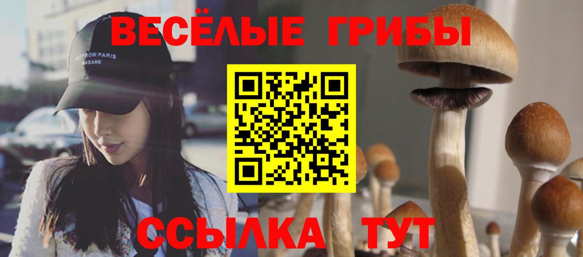 Псилоцибиновые грибы Cubensis Нурлат